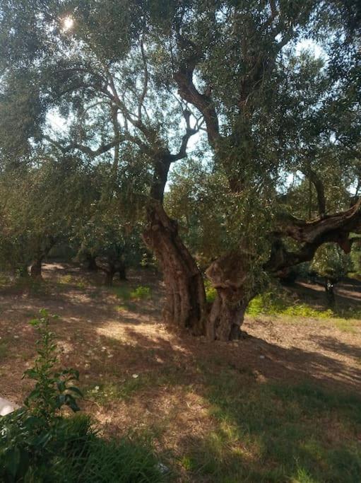 Villa Olive Trees Tragaki Esterno foto