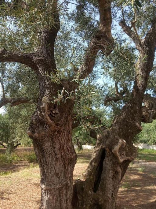 Villa Olive Trees Tragaki Esterno foto